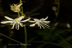 Chlorophytum bharuchae